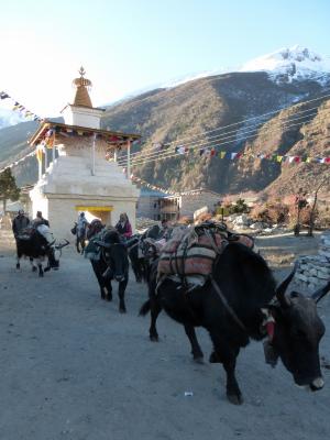 ... die Yaks ziehen nach Tibet