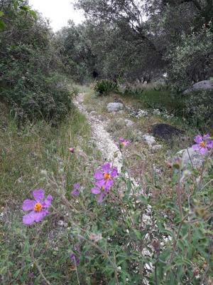 ... Korfu-Trail