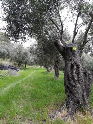 ... durch die Olivenbäume